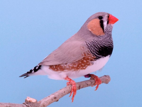 Bleekrug grijs man P1306252